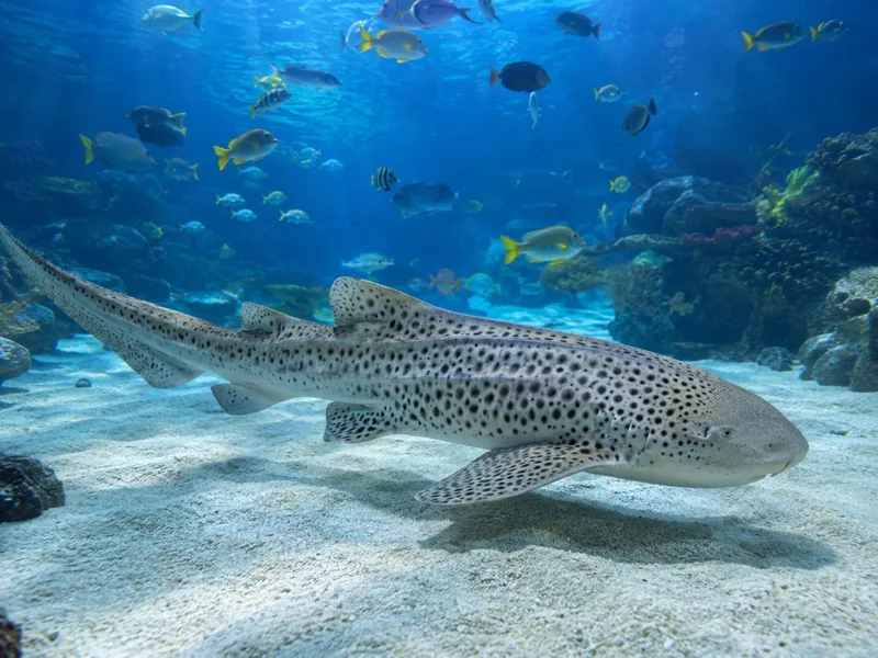 SEA LIFE Munich Day Ticket