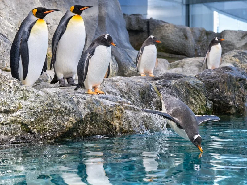 SEA LIFE Paris Val d'Europe Admission Ticket
